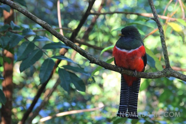 El Primo del Quetzal. Trogon Elegance.