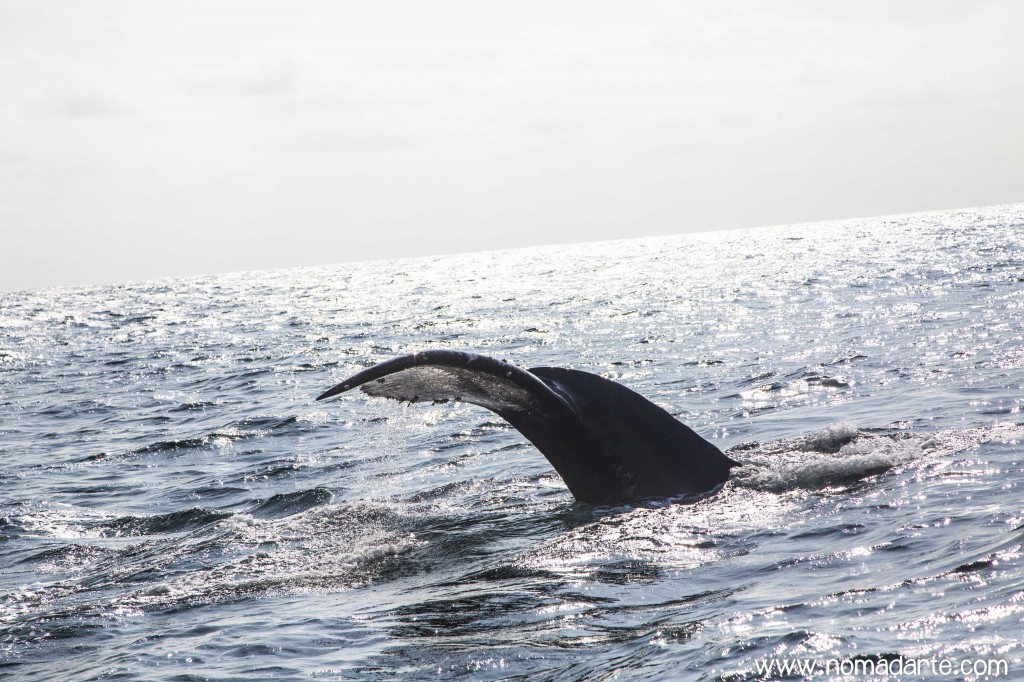 Ecuador, cosas que debes saber de Ecuador, viajando por latinoamerica, ballenas en puerto lopez