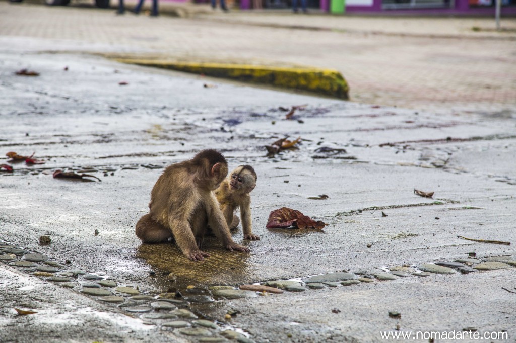 viajando por latinoamerica, puerto misahualli, changos en misahualli