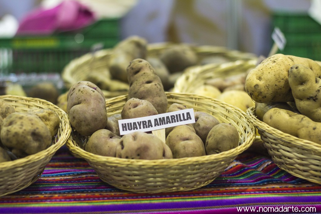 NOMADARTE, PERU, MOCHILEROS, HUAYRA AMARILLA 