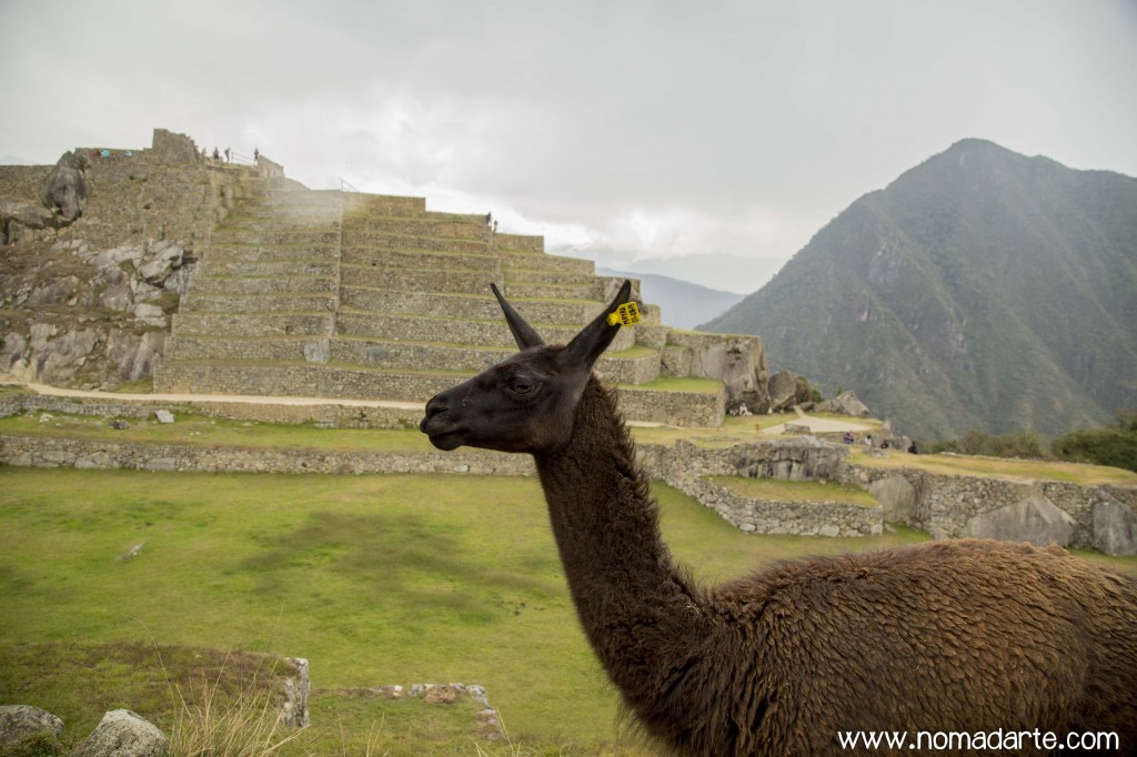 NOMADARTE, PERU, MOCHILEROS, LLAMA, MACHUPICCHU