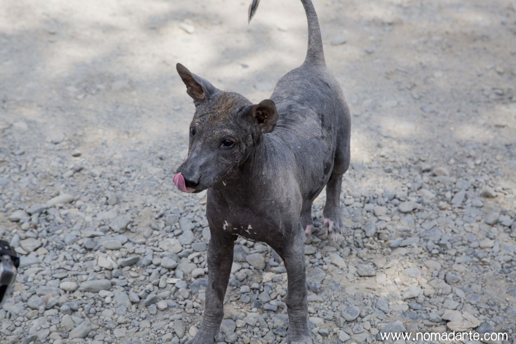 NOMADARTE, PERU, MOCHILEROS, PERRO PERUANO, PERRO XOLO