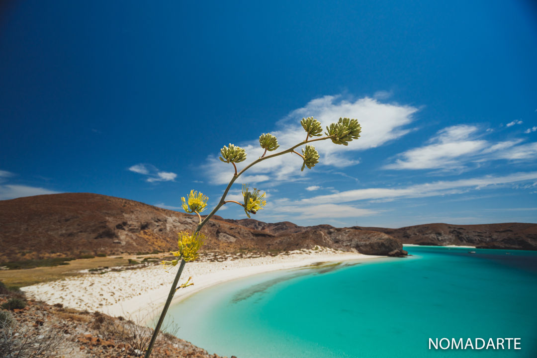 vegetacion en balandra 