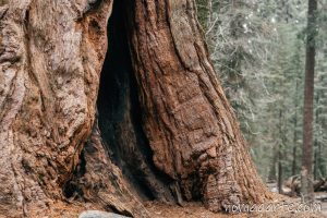 sequoia national park nomadarte