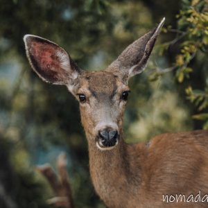 sequoia national park nomadarte