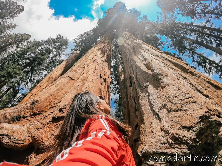 sequoia national park nomadarte