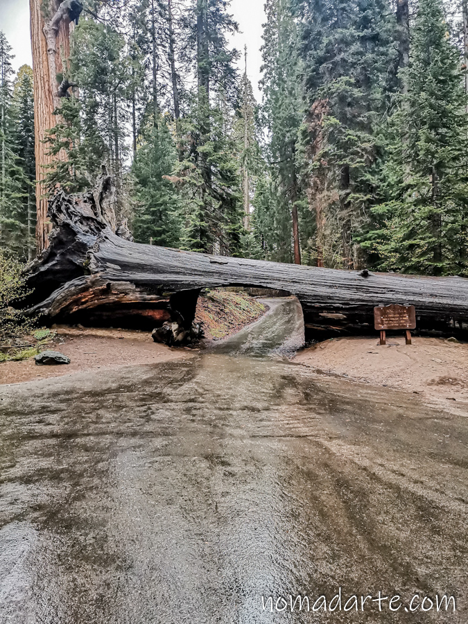 tunnel log