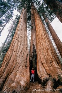 sequoia national park nomadarte