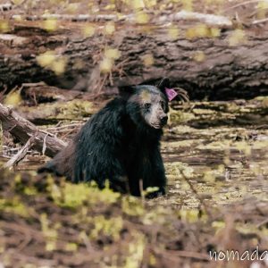 sequoia national park nomadarte