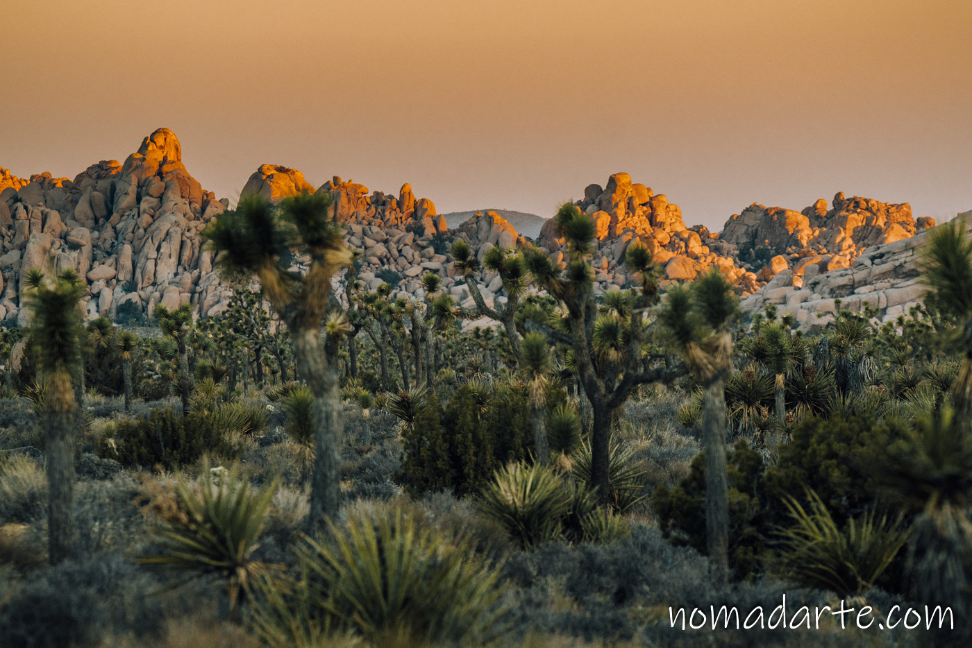 paisaje en joshua tree, desierto 