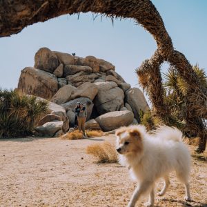 mascotas en joshua tree