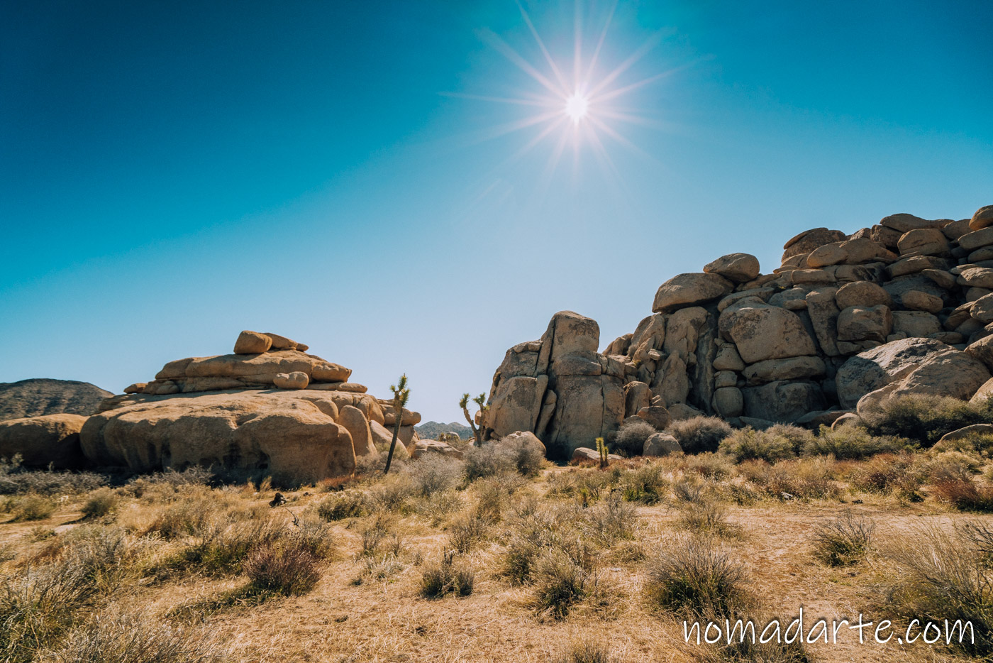 paisaje joshua tree