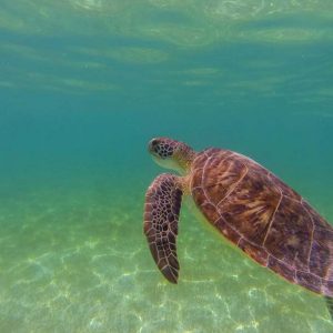 tortugas akumal, snorkel, riviera maya, guía de viaje