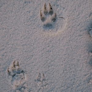 White sands, dunas de yeso Nuevo México